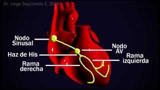 Electrocardiografía Básica Parte 34 [upl. by Ahtanaram187]