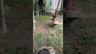 komatsu 445l5 cutting a hickory [upl. by Nodnal]