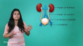 Life Process  15  Excretion in Human Beings  CBSE Class 10 [upl. by Anilrac439]