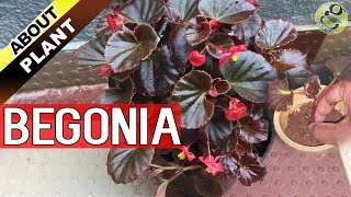 BEGONIA PLANT CARE How to Grow and Propagate Begonia Cuttings  Garden Tips in English [upl. by Allac]