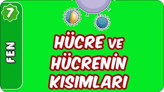 Hücre ve Hücrenin Kısımları  7 Sınıf Fen evokul Kampı [upl. by Retnyw]