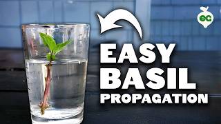 Propagating Basil Grow an INFINITE Supply Forever [upl. by Sergeant979]