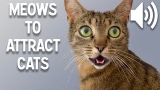 Sounds that attract cats  Meow to make cats come to you [upl. by Ocire387]