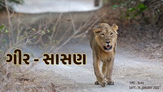 Sasan Gir Gujarat  lion  jungle king [upl. by Hekking]