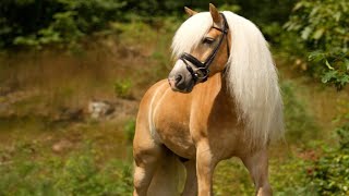 Haflinger horse videos compilation  Try not to watch it to the end [upl. by Nnayt]