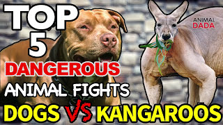 Dog Vs Kangaroo  Wild Animals Fights [upl. by Janerich]