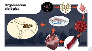 Aula de histologia da Cavidade Oral  Parte 1 [upl. by Yanaton]