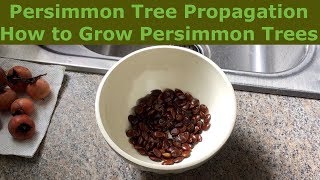 Persimmon Tree Propagation  How to Grow Persimmon Trees [upl. by Ibor629]