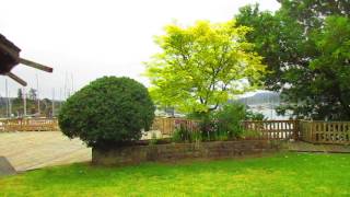 Sunburst Honey Locust Tree [upl. by Htiekram]