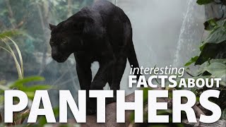 Interesting Facts about Panthers [upl. by Hsivat]