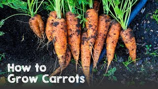 How to Grow Carrots from Seed to Harvest [upl. by Damha36]