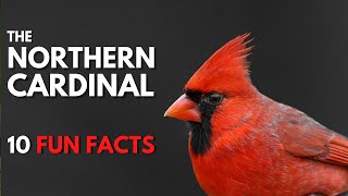 The NORTHERN CARDINAL  10 FACTS about them [upl. by Cela]