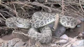 Mojave Rattlesnake 2011 [upl. by Buderus]