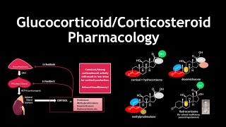 Glucocorticoids  AntiInflammation Mechanism of Action [upl. by Olegna415]