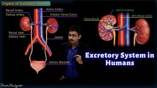 Excretory System in Humans  CBSE Class 10 Science Biology  Toppr Study [upl. by Lubet6]