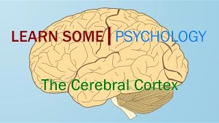 Cerebral Cortex [upl. by Anairb]