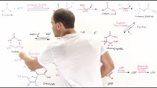 Pyrimidine Synthesis [upl. by Stephi66]