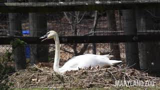 Trumpeter Swans Nesting [upl. by Kresic421]