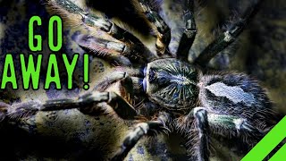 Fringed Ornamental Tarantula Poecilotheria ornata Care [upl. by Accebber]