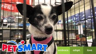 PetSmart Dog Adoption [upl. by Aynik]