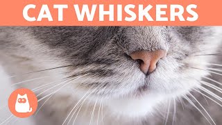 Why do CATS have WHISKERS  What are They For [upl. by Capwell]