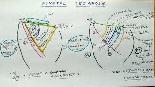 Femoral Triangle Anatomy Part 1  Diagram Boundaries Content Femoral Sheath [upl. by Ditzel898]