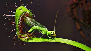 Top 20 Carnivorous Plants That Eat Animals [upl. by Rehpretsirhc]