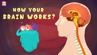 How Your Brain Works  The Dr Binocs Show  Best Learning Videos For Kids  Peekaboo Kidz [upl. by Enileoj]