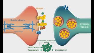 Autonomic Nervous system animation Neuromuscular Junction Blockers [upl. by Keppel973]