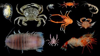 Facts Crustaceans [upl. by Mozart85]