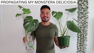 Propagating My Monstera Deliciosa  Houseplant Update Spring 2019 [upl. by Orag]