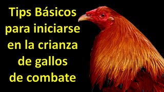 TIPS BÁSICOS PARA INICIARSE EN LA CRIANZA DE GALLOS DE COMBATE [upl. by Buehrer340]