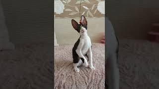 Cornish Rex kitty to beautiful Lion [upl. by Kei7]