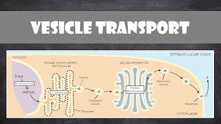 Vesicle Transport within Cells  Cell Biology [upl. by Darach]