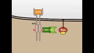 The MAP Kinase MAPK signalling pathway [upl. by Ttocs]