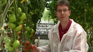 Online Master Plant Breeding  Wageningen University amp Research [upl. by Julide]