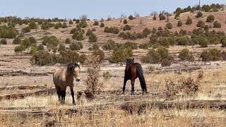 Wild Horse Stallion Confronts Bachelor Stallion [upl. by Martreb284]