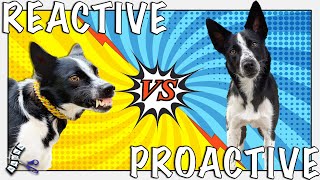 PROACTIVE Tips You Can Teach Your REACTIVE Dog With Positive Training [upl. by Andy]