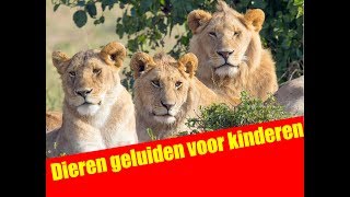 Dieren geluiden voor kinderen  Dutch  Abrillian Channel [upl. by Buller]