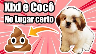 Como Ensinar Shih Tzu Filhote a Fazer Suas Necessidades [upl. by Nosredneh]