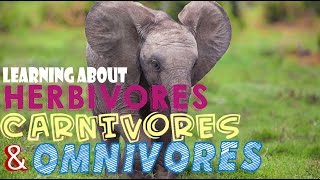 Learning About Herbivores Carnivores and Omnivores [upl. by Tera]