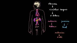 Introduction au système endocrinien [upl. by Kitti]