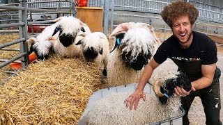 Have you ever seen a sheep take a bath  Swiss Valais Blacknose [upl. by Naimerej966]