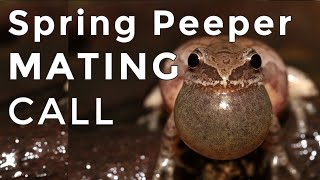 Spring Peepers  Sounds and Calls  1 Hour Uninterrupted [upl. by Aerdnael]