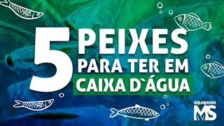 5 peixes para criar em caixa dágua  aquaponia [upl. by Carnahan364]