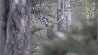 New Mexico Archery Elk Hunt [upl. by Enaywd]