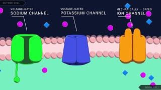 Action Potential in the Neuron [upl. by Nadabb294]