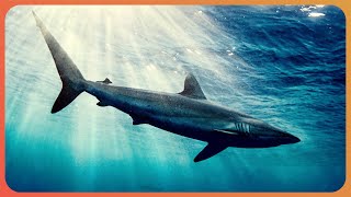 The Truth about Great White Sharks Shark Documentary  Real Wild [upl. by Nnylecyoj]