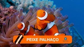 Aquário Marinho  Peixe Palhaço [upl. by Meesan738]