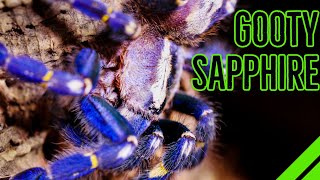 How To Keep the Gooty Sapphire Ornamental Poecilotheria metallica [upl. by Eicnan]